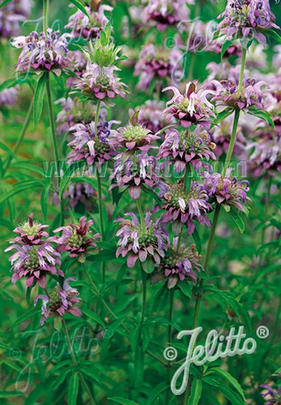 Sitronetasjeblom - Monarda citriodora