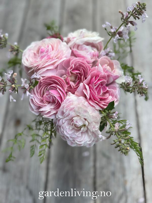 Ranunkler 'Amandine Porceline' - Ranunculus, 10 stk.