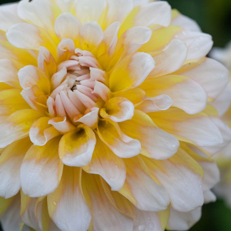 Georgine 'Seattle - Dahlia x cultorum, 1 stk.
