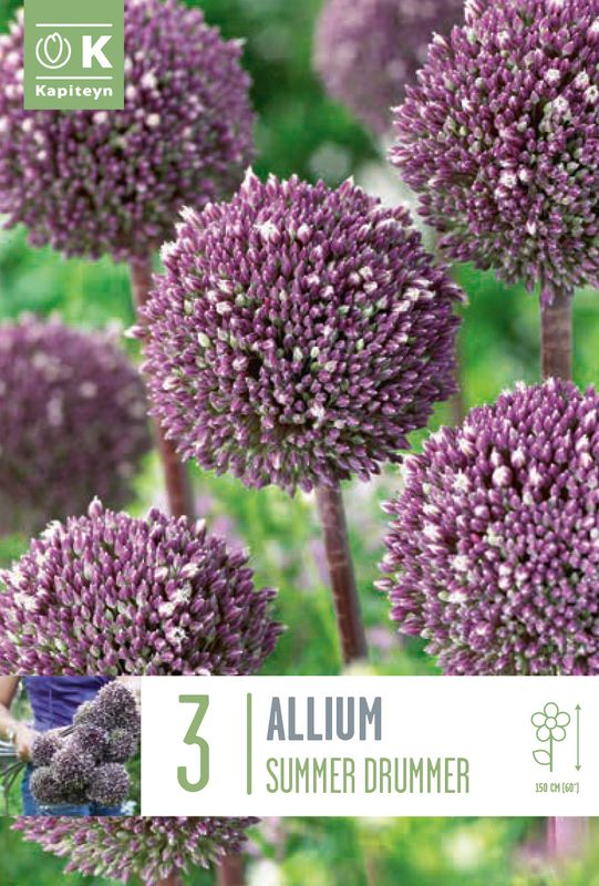 Prydløk 'Summer Drummer' - Allium - 3 stk