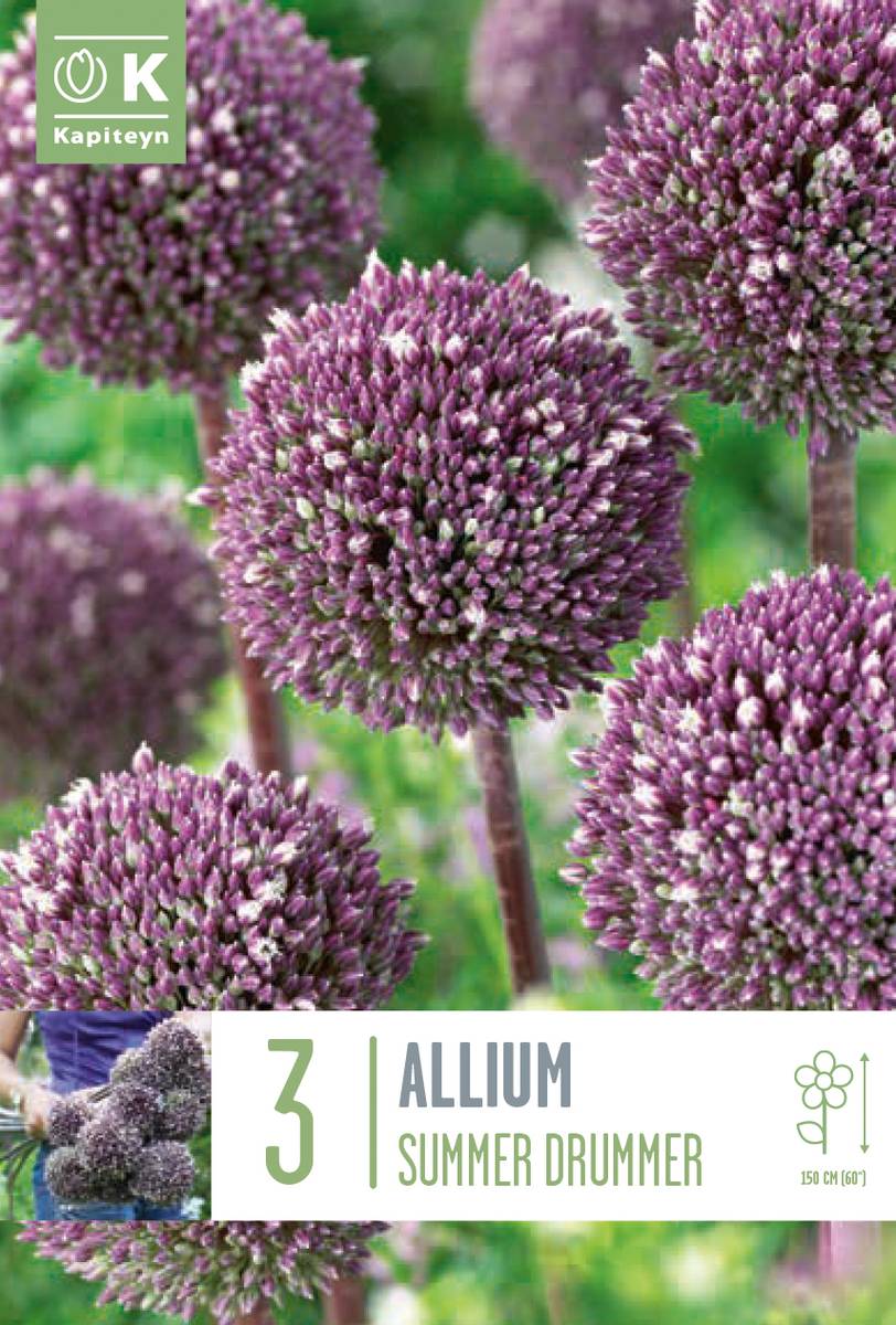 Prydløk 'Summer Drummer' - Allium - 3 stk