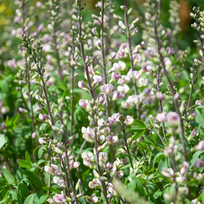 Fargeskolm 'Plum Rosy' ® - Baptisia