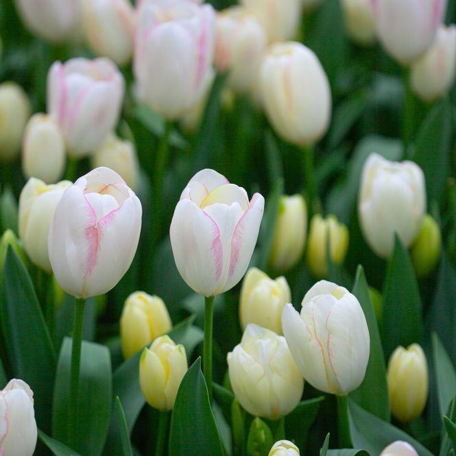 Hovedbilde Tulipan 'Graceland', triumphtulipan - 8 stk