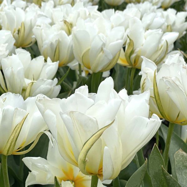 Hovedbilde Tulipan 'Exotic Emperor’, Fosterianahybrid - 10 stk