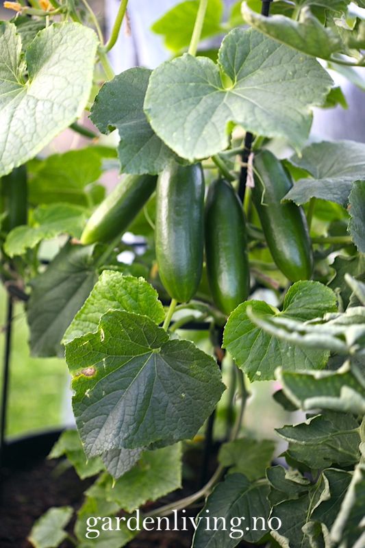 Slangeagurk 'Mini Munch' F1 mini - Cucumis sativus