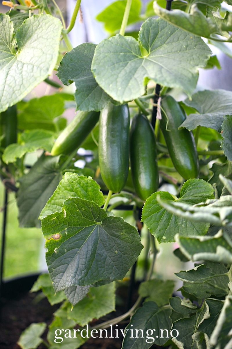 Slangeagurk 'Mini Munch' F1 mini - Cucumis sativus