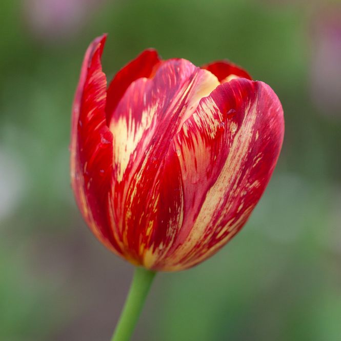 Hovedbilde Historisk tulipan 'Rubens Broken' - Tulipa - 1 stk