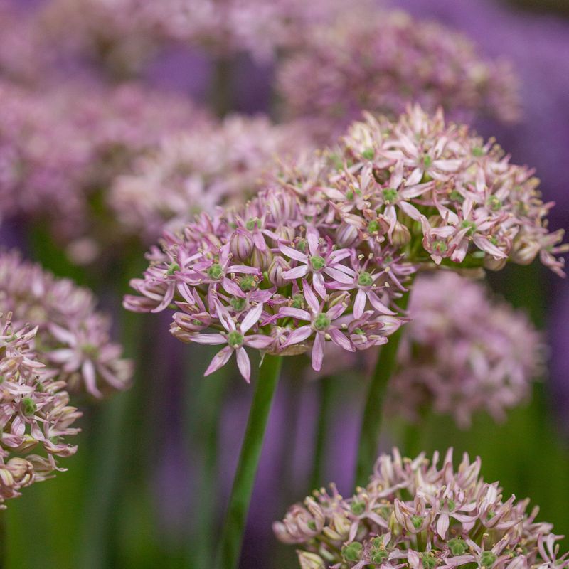 Prydløk 'Pink Jewel' - 2 stk