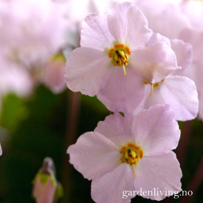 Hovedbilde Ramonda myconi 'Rosea'