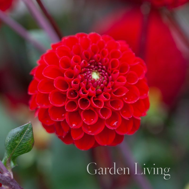 Georgine 'Viking' - Dahlia x cultorum, 1 stk.