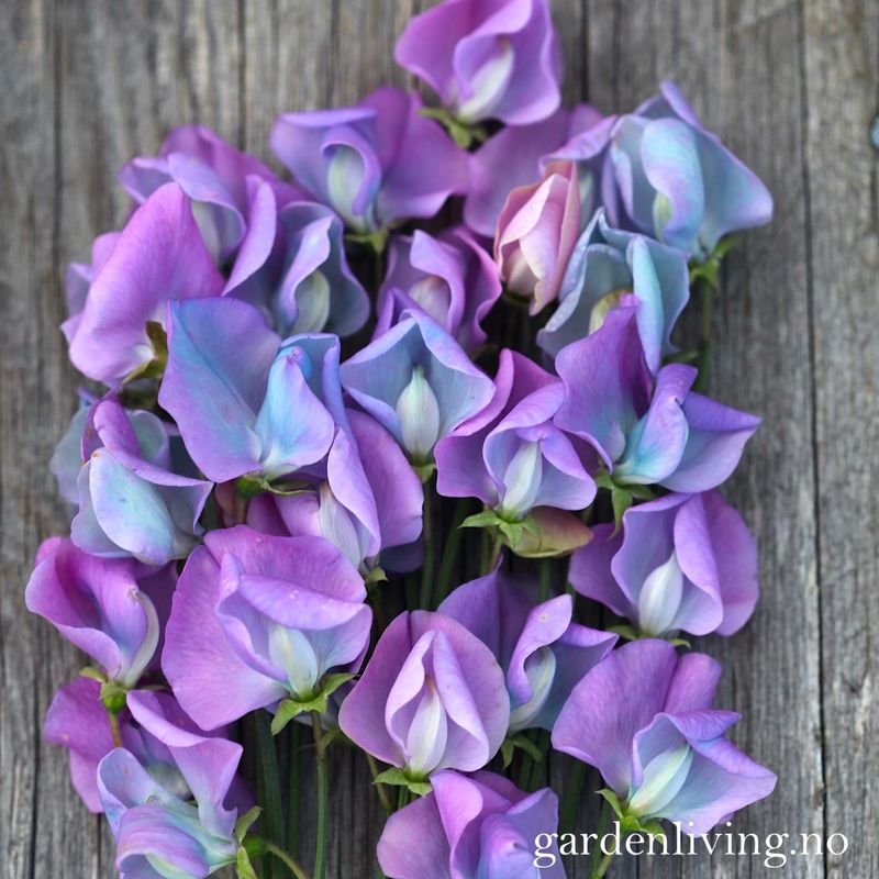 Blomsterert 'Turquoise Lagoon' - Lathyrus odoratus