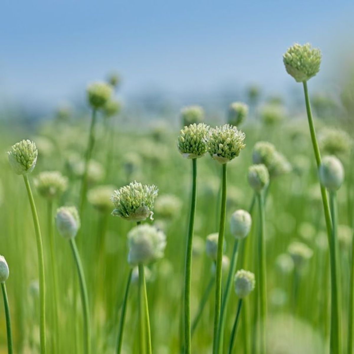 Skjeggløk 'White Giant' - Allium stipitatum, 3 stk