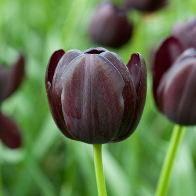 Hovedbilde Tulipan 'Queen of Night', sen enkel - 10 stk