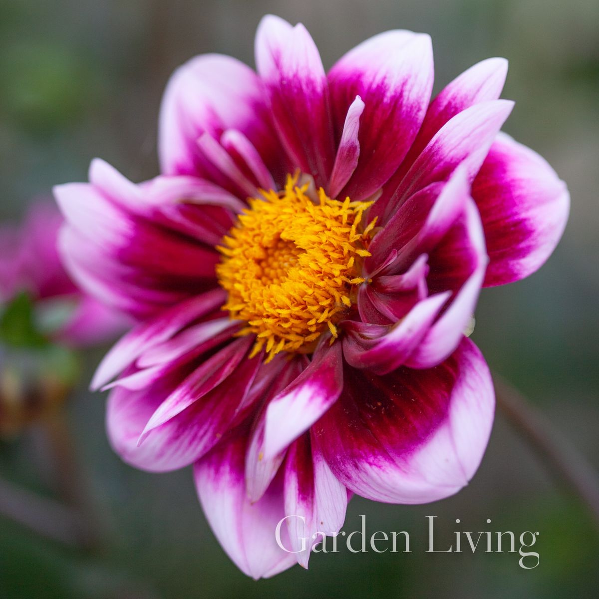 Georgine 'Liquid Desire' - Dahlia x cultorum, 1 stk.