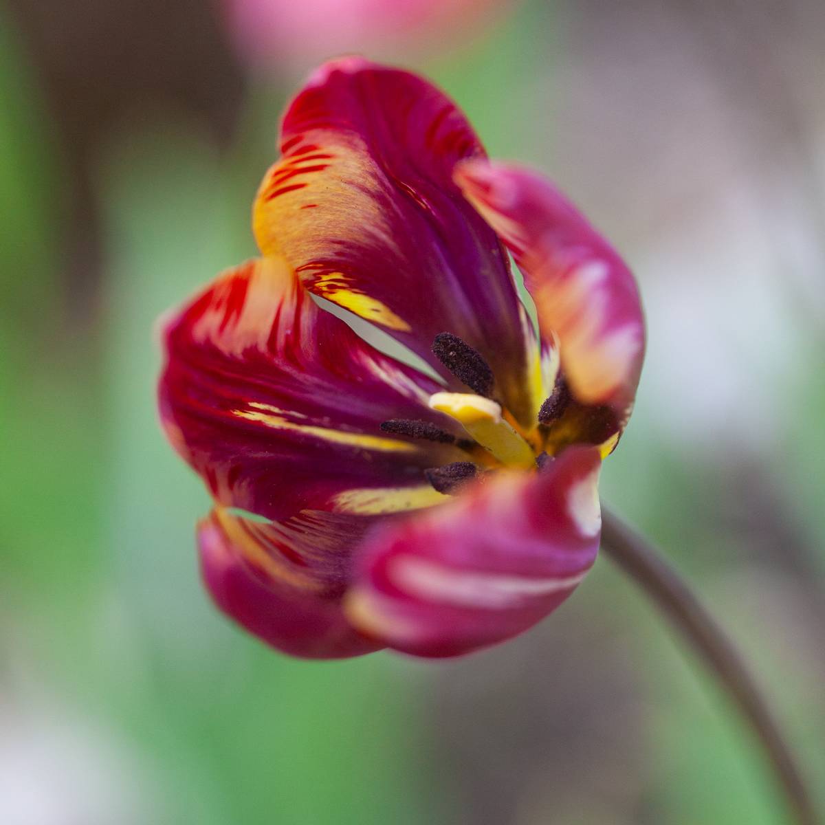Historisk tulipan 'The Lizard’ - Tulipa - 1 stk