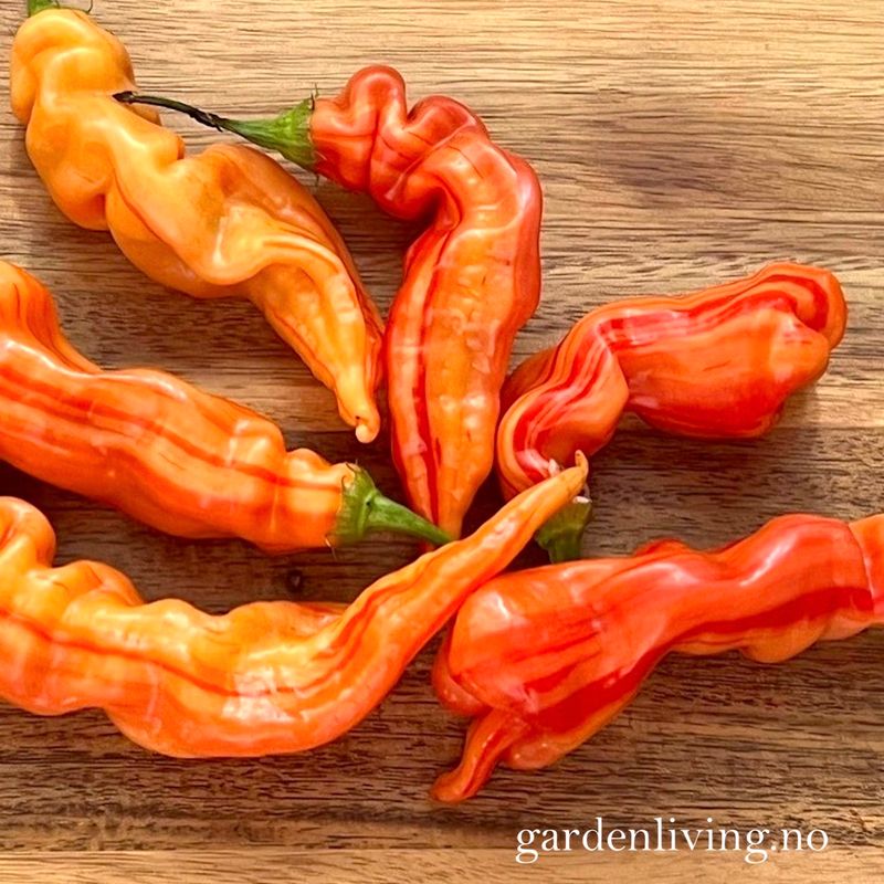 Chilipepper 'Sugar Rush Stripey' - Capsicum baccatum
