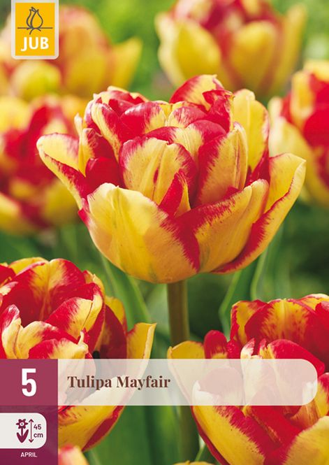 Hovedbilde Tulipan 'Mayfair', Darwin - 5 stk