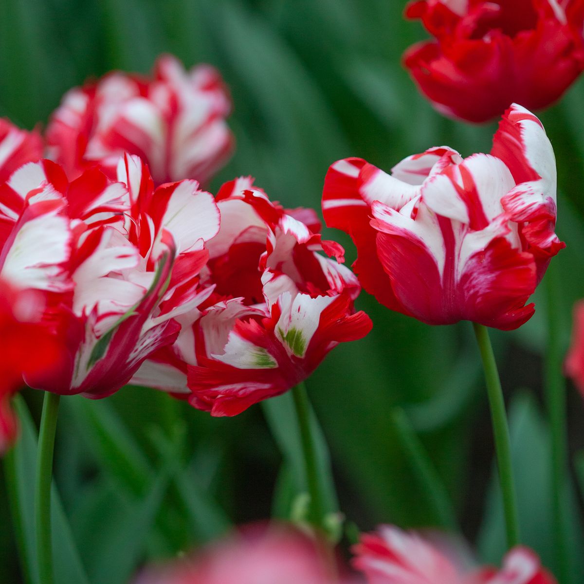 Tulipan 'Estella Rijnveld’, papegøyeblomstrende - 8 stk