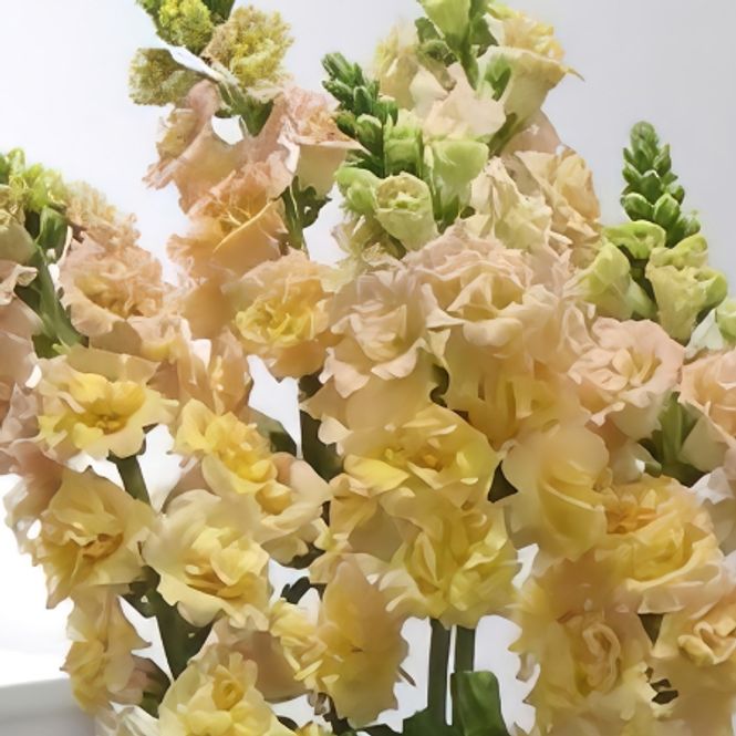 Hovedbilde Løvemunn 'Snapstar Champagne’ F1 - Antirrhinum majus
