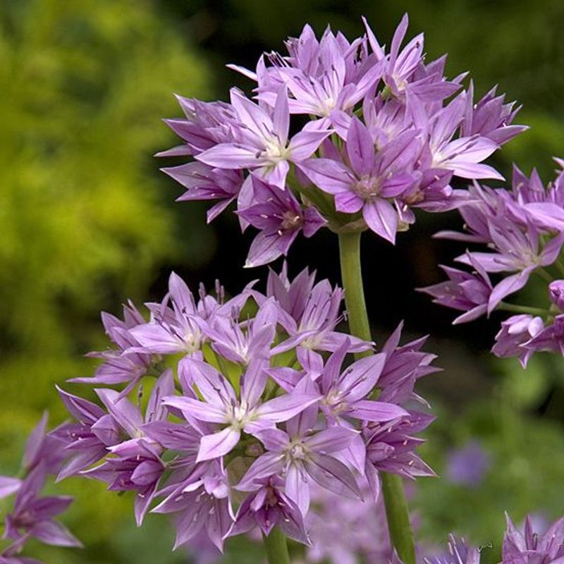 Prydløk 'Eros' - Allium - 10 stk 