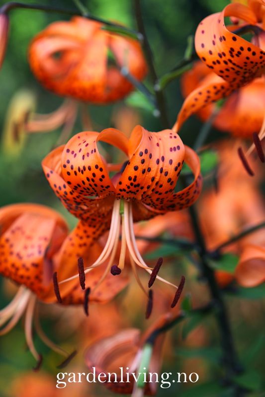 Tigerlilje - Lilium lancifolium - 2 stk