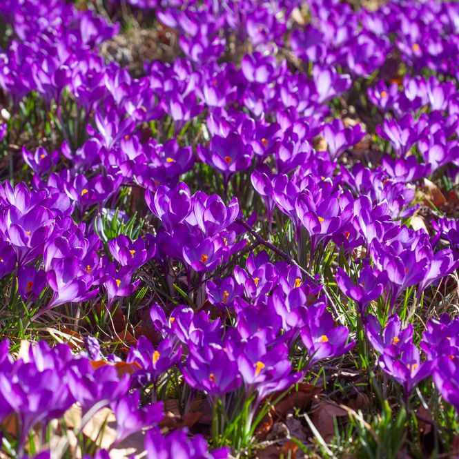 Hovedbilde Snøkrokus 'Ruby Giant' - Crocus tommasinianus - 15 stk
