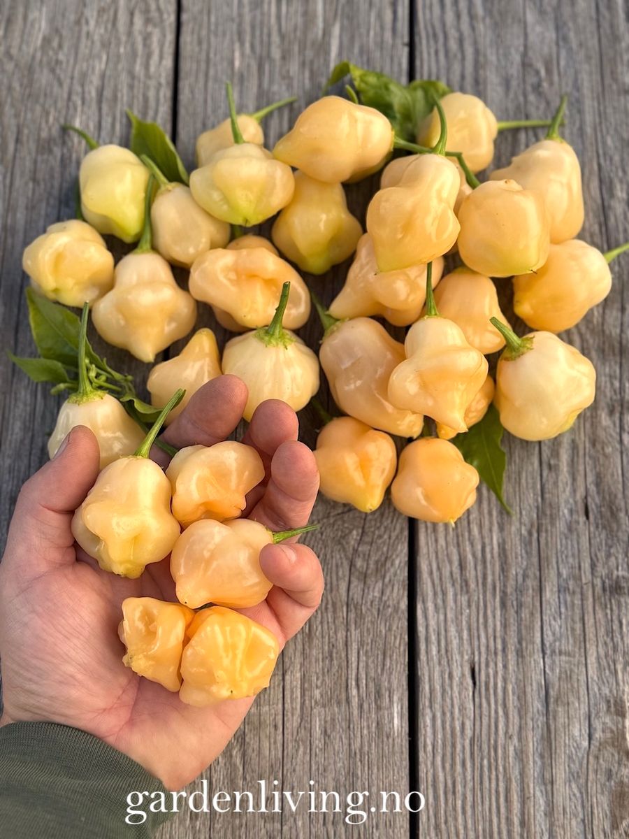 Chilipepper 'Sugar Rush Peach Bell' - Capsicum baccatum