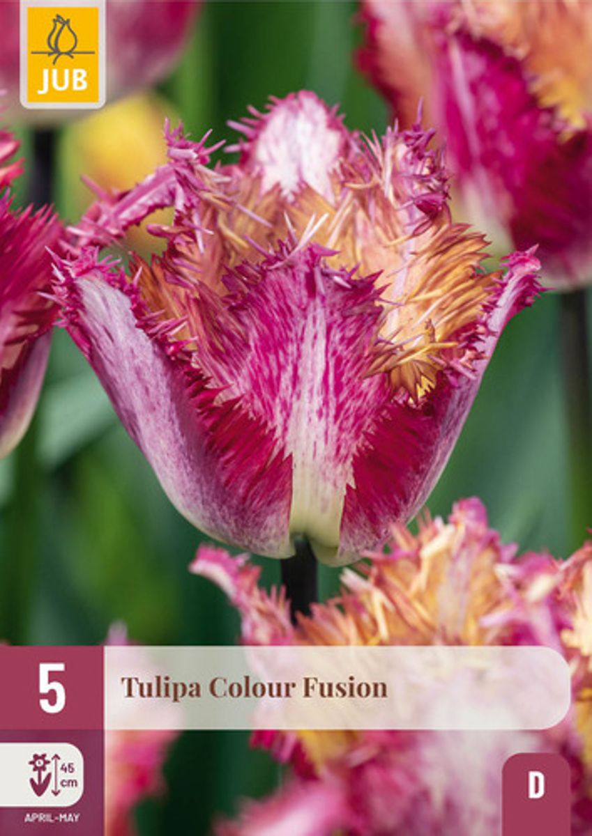 Tulipan 'Colour Fusion’,  Frynsetulipan  - 5 stk