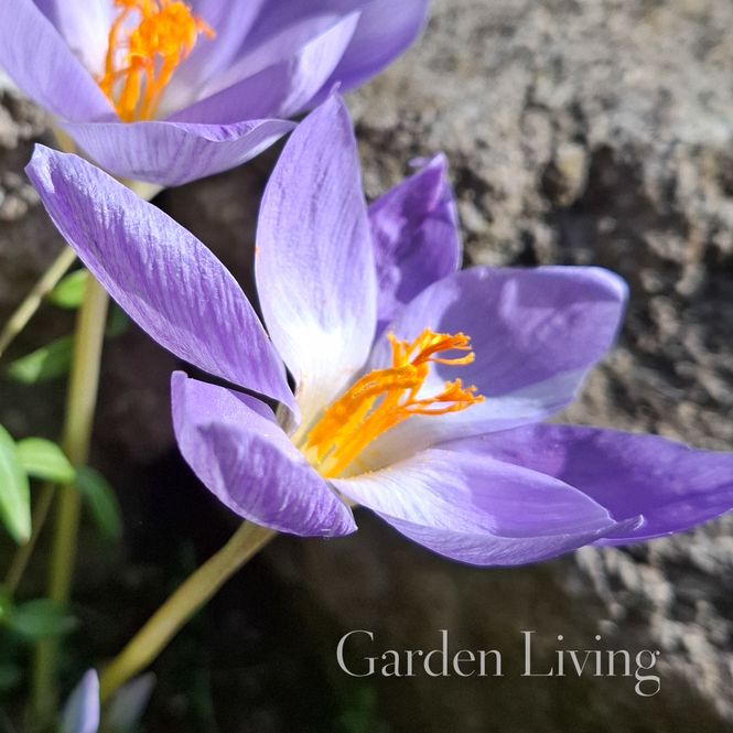Hovedbilde Høstkrokus  'Semedo' - Crocus speciosus - 5 stk