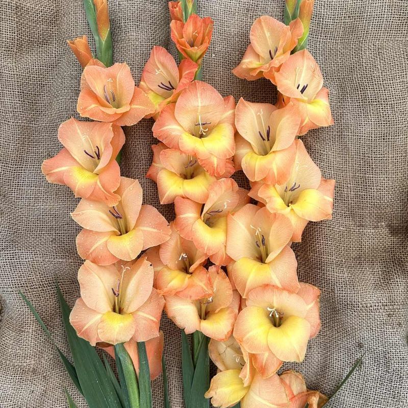 Gladiol 'Peche Melba' - Gladiolus, 10 stk.