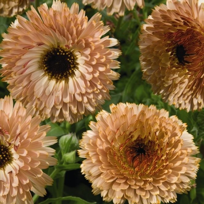 Hovedbilde Ringblomst 'Coffee Cream’ - Calendula officinalis