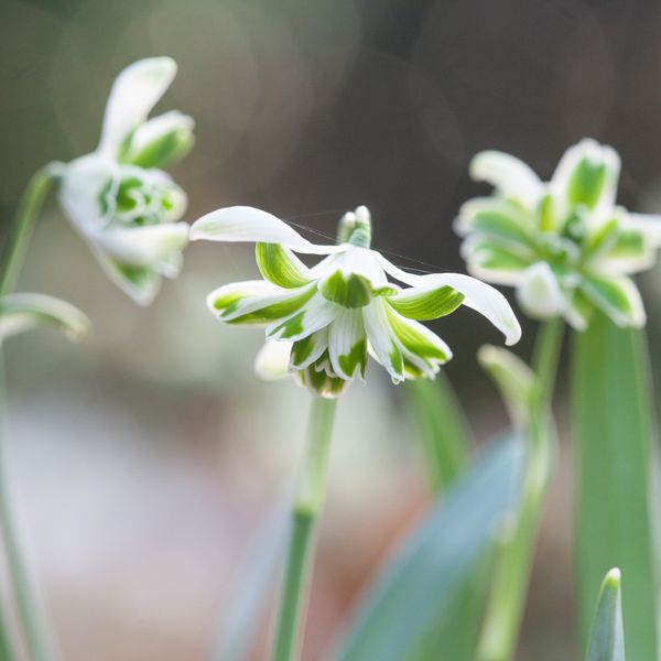 Hovedbilde Snøklokke 'Blewbury Tart' - Galanthus - 1 stk