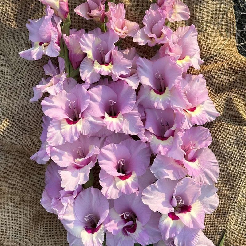 Gladiol 'Zamora' - Gladiolus, 10 stk.