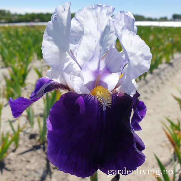 Hovedbilde Hageiris 'Night Edition' - Iris germanica
