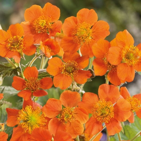 Hovedbilde Prakthumleblom ‘Queen Of Orange' - Geum chiloense 