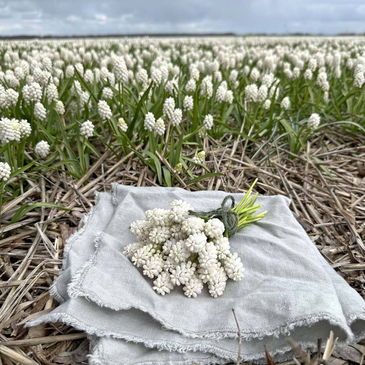 Perleblomst 'White Magic' - 10 stk