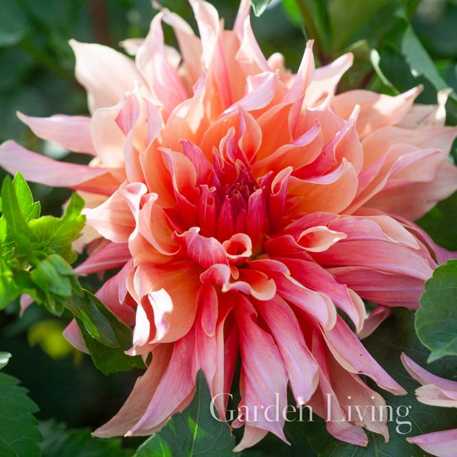 Hovedbilde Georgine 'Labyrinth' - Dahlia x cultorum, 1 stk.