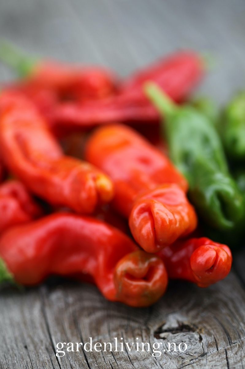 Chilipepper 'Peter Pepper Red'/'Penis Chili'- Capsicum annuum