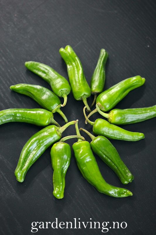 Chilipepper 'Padron' - Capsicum annuum 