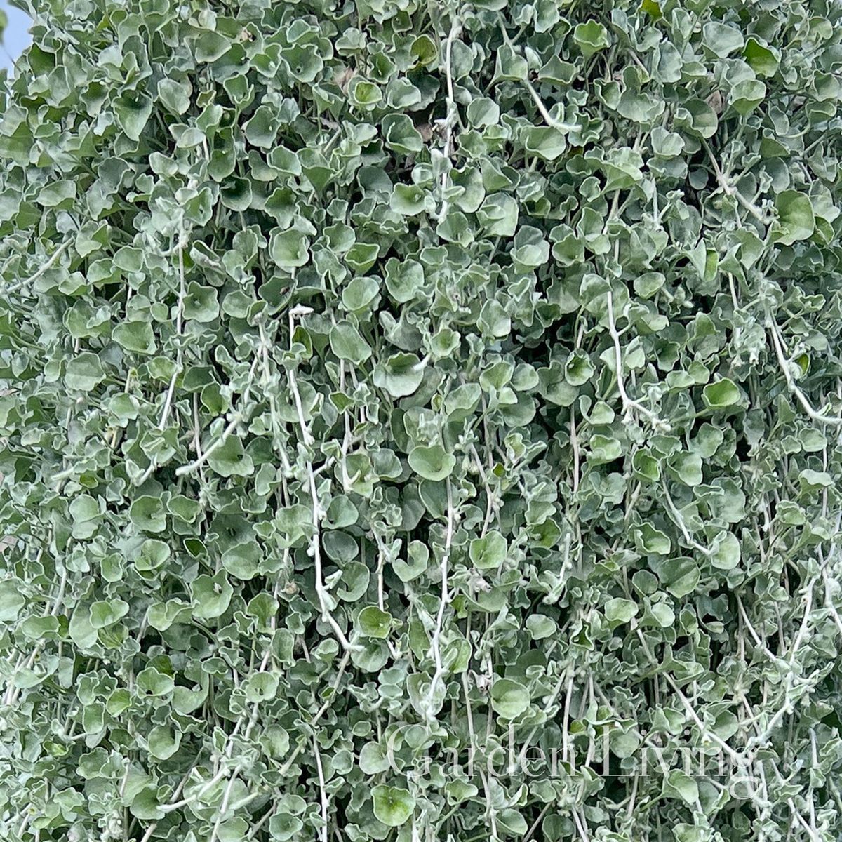 Dichondra 'Silver Surfer™'