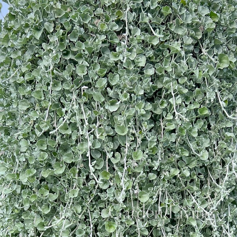 Dichondra 'Silver Surfer™'
