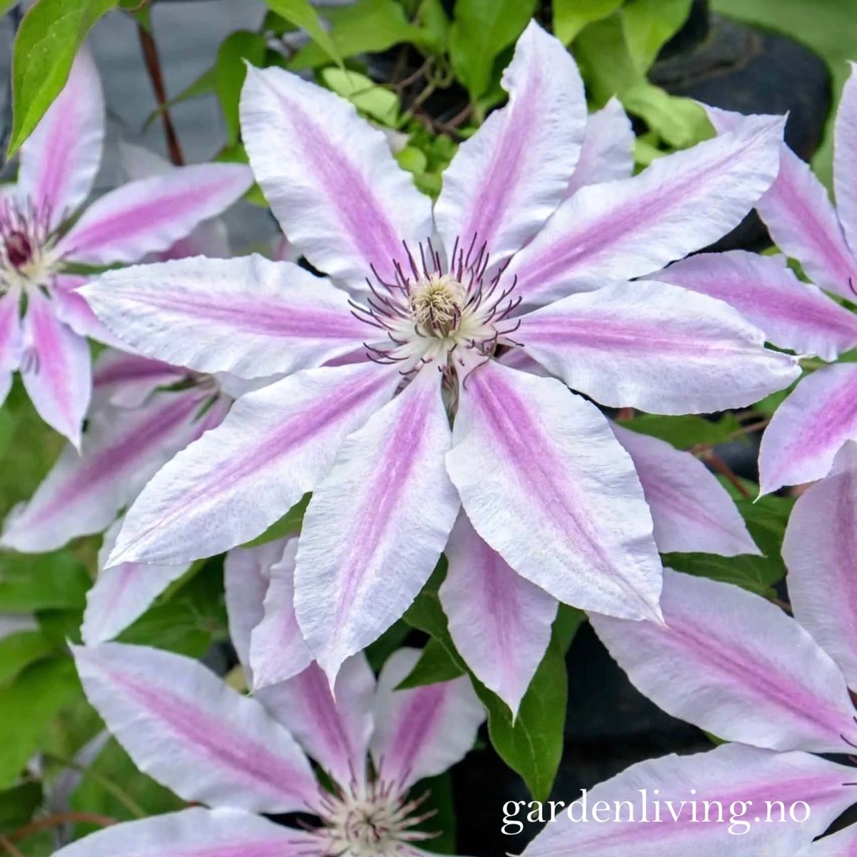 Klematis 'Nelly Moser' - Clematis