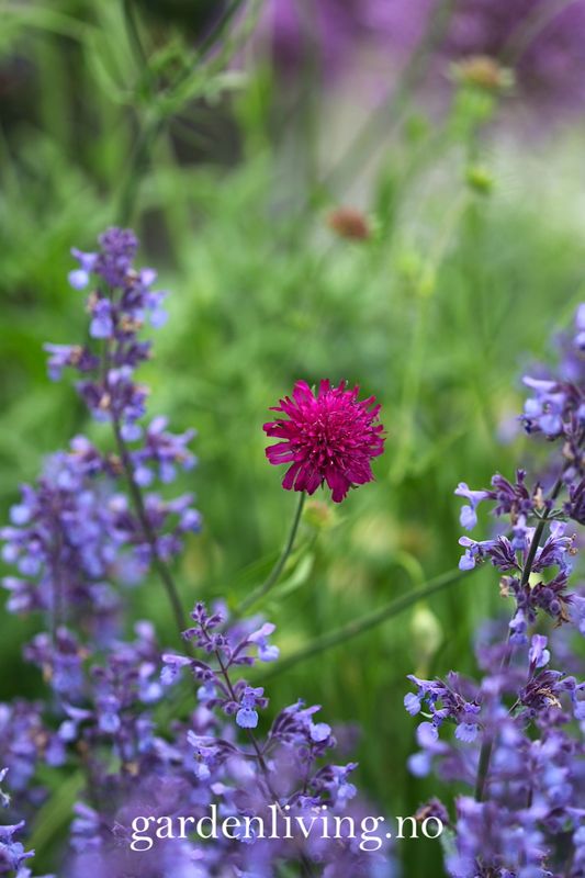 Makedoniarødknapp  - Knautia macedonia