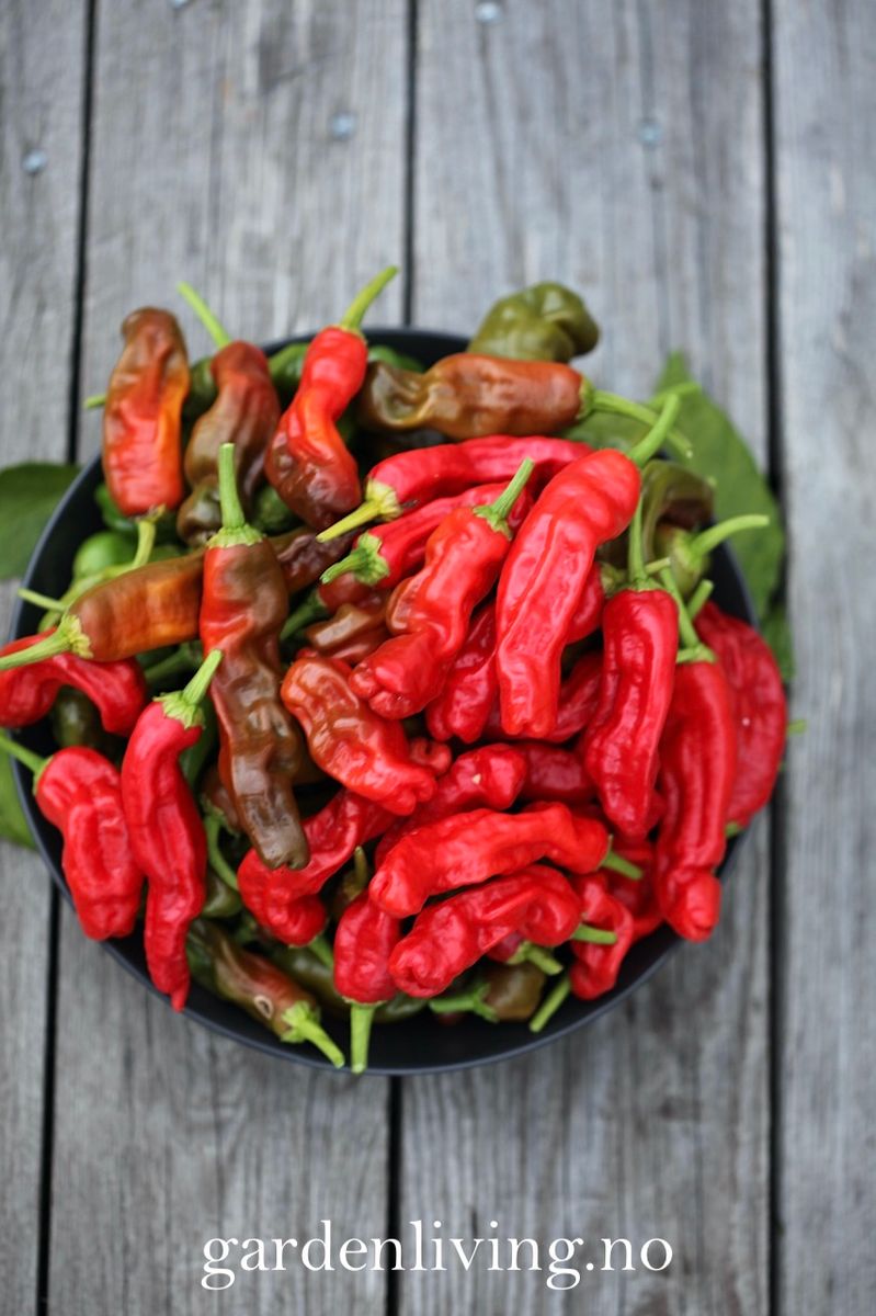Chilipepper 'Peter Pepper Red'/'Penis Chili'- Capsicum annuum