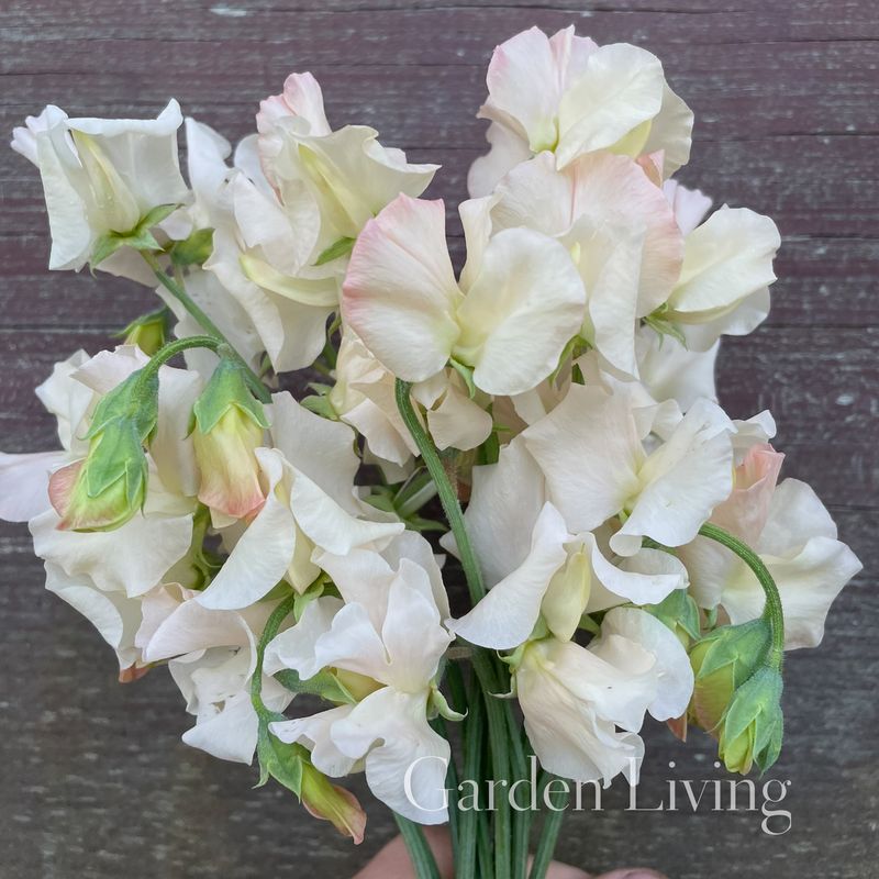 Blomsterert 'Piggy Sue' - Lathyrus odoratus 