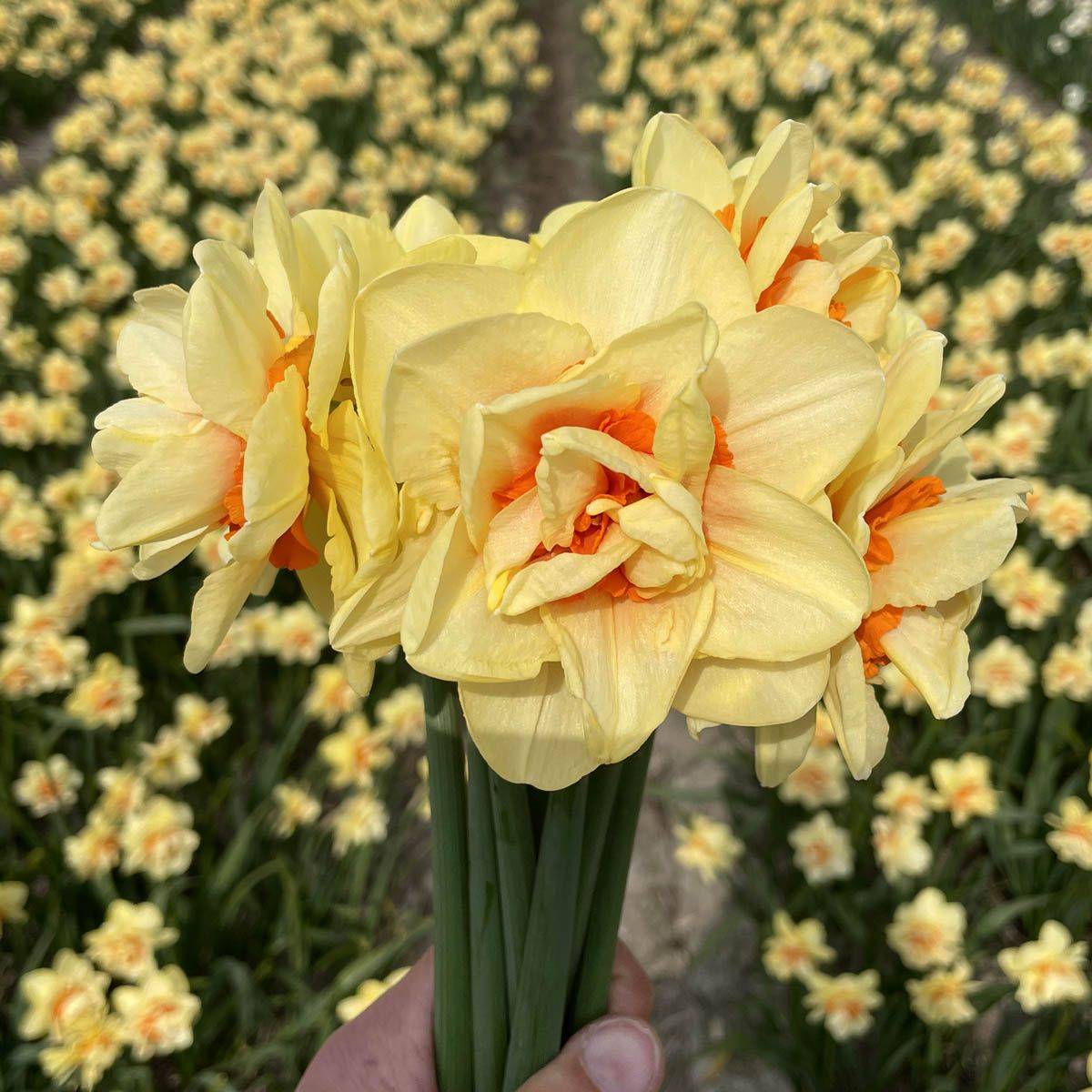 Påskelilje 'Innovator' - Narcissus - 10 stk