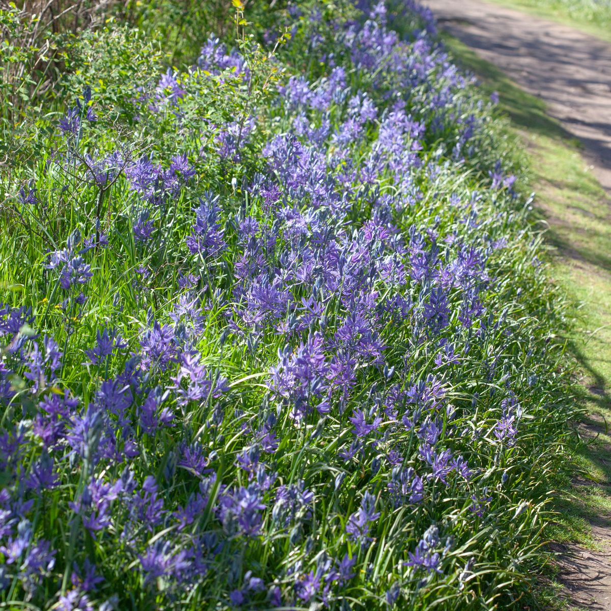 Bjørnestjerne -  Camassia quamash - 10 stk
