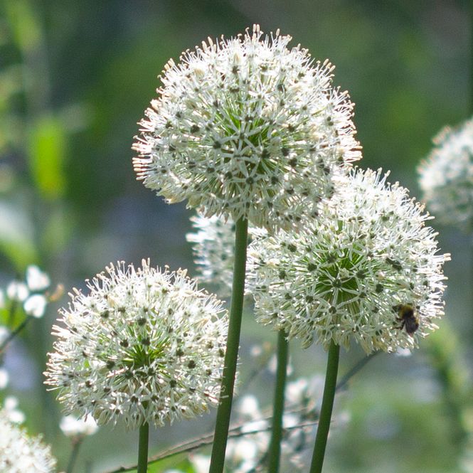 Hovedbilde Kirgisløk ’Mount Everest’ - Allium aflatunense  ...