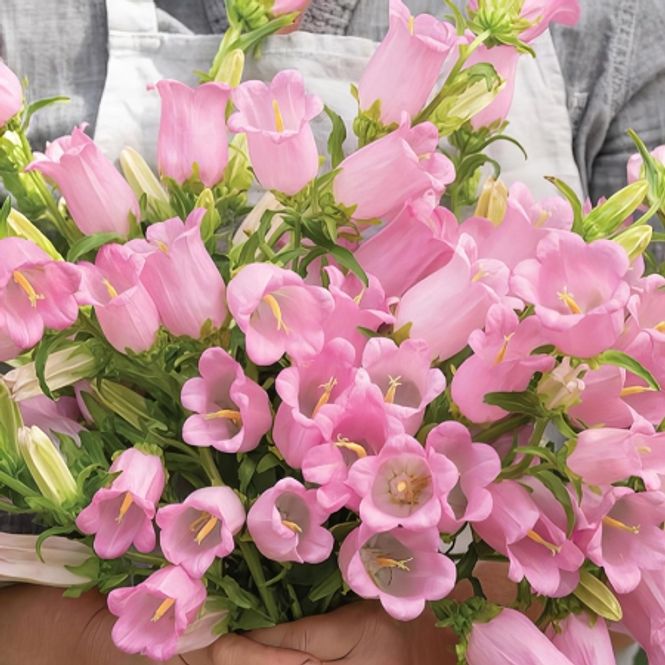 Hovedbilde Mariaklokke 'Champion II Pink' F1 - Campanula medium ...