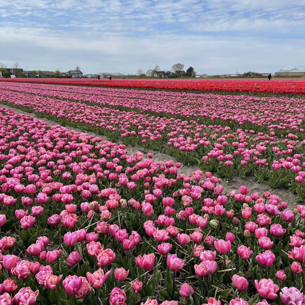 Tulipan 'Pink Star’, sen dobbel - 10 stk